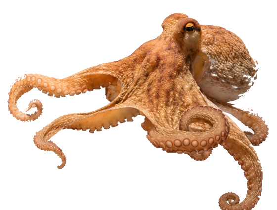 Real Paul octopus crawling toward a predicted flag